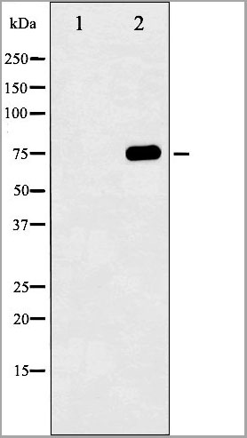 product-image-AAA30999_WB.jpg