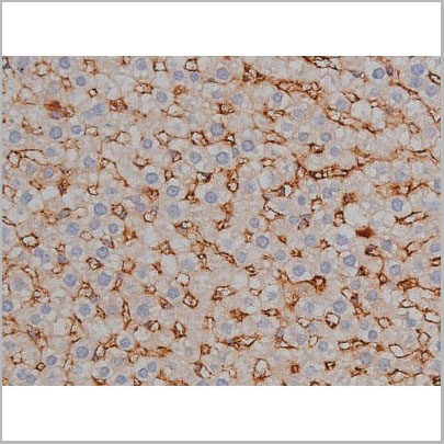 product-image-AAA31000_IHC10.jpg