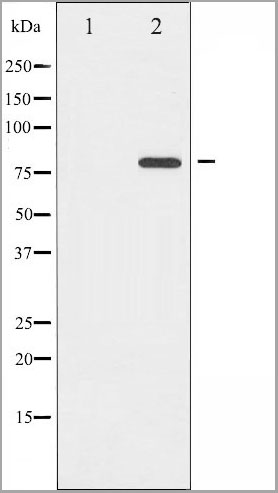 product-image-AAA31000_WB.jpg