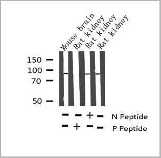 product-image-AAA31001_WB9.jpg