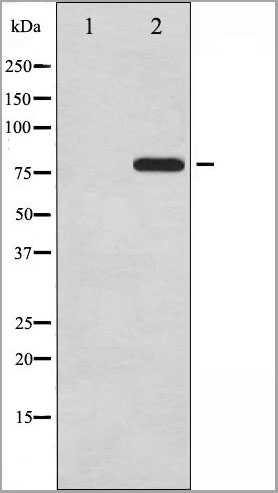 product-image-AAA31003_WB.jpg