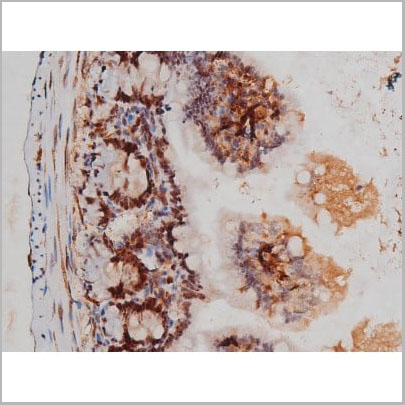 product-image-AAA31004_IHC12.jpg