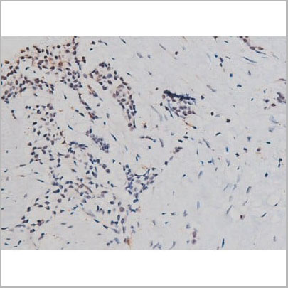 product-image-AAA31004_IHC5.jpg