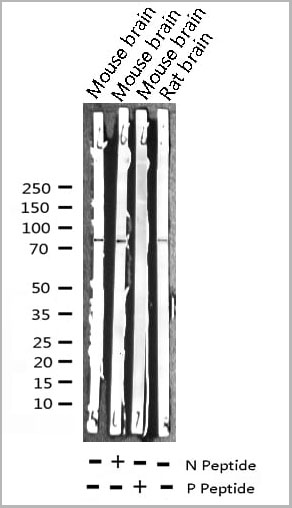 product-image-AAA31004_WB.jpg