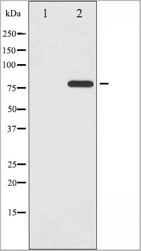 product-image-AAA31004_WB2.jpg
