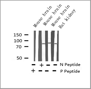 product-image-AAA31005_WB.jpg