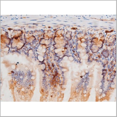 product-image-AAA31006_IHC10.jpg