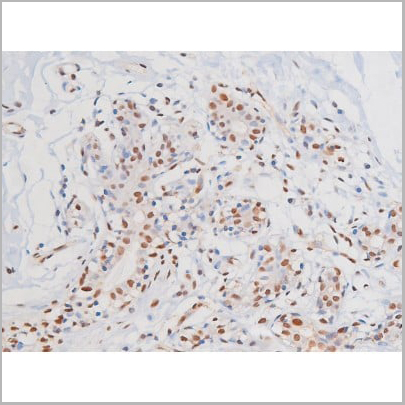 product-image-AAA31006_IHC2.jpg