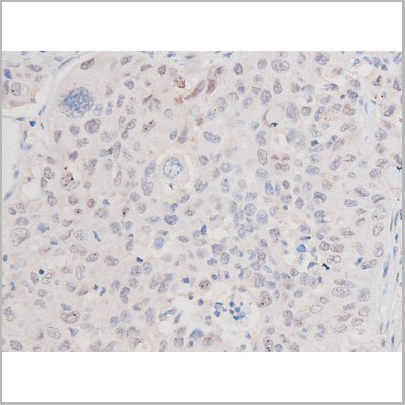 product-image-AAA31006_IHC4.jpg
