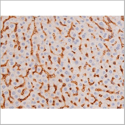 product-image-AAA31006_IHC8.jpg