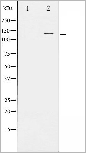 product-image-AAA31006_WB17.jpg