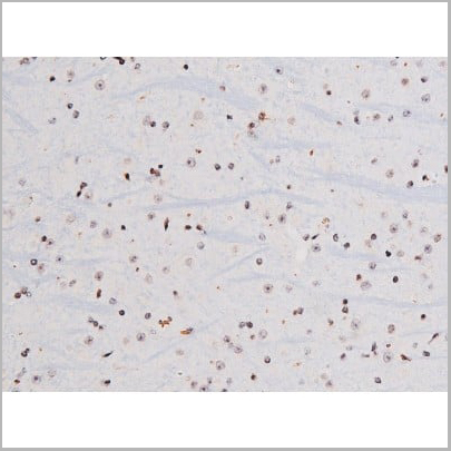product-image-AAA31007_IHC12.jpg