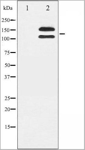 product-image-AAA31007_WB2.jpg