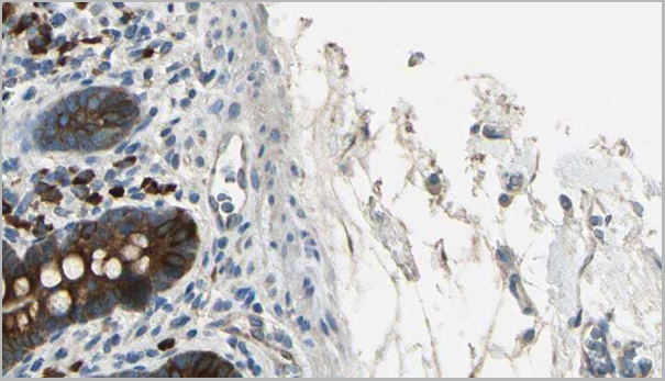 product-image-AAA31008_IHC5.jpg