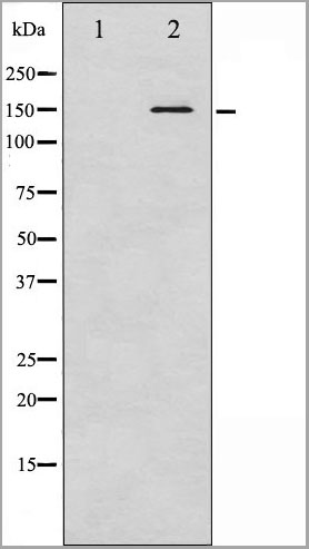 product-image-AAA31008_WB2.jpg