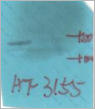 product-image-AAA31008_WB3.jpg