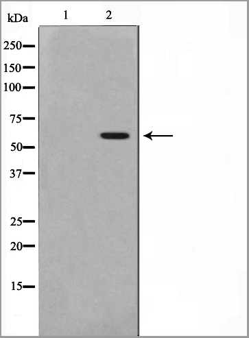 product-image-AAA31009_WB3.jpg