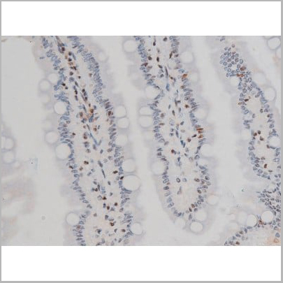 product-image-AAA31010_IHC10.jpg