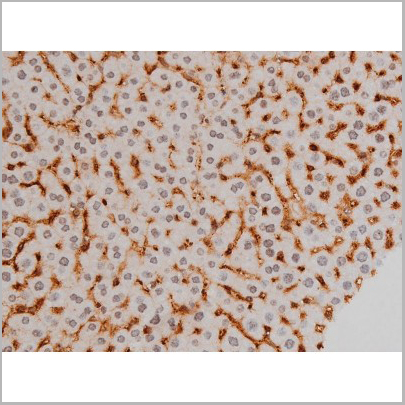 product-image-AAA31010_IHC4.jpg