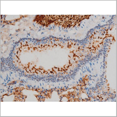 product-image-AAA31010_IHC5.jpg