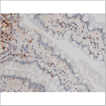 product-image-AAA31010_IHC9.jpg