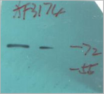 product-image-AAA31010_WB14.jpg