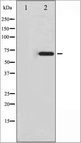product-image-AAA31010_WB15.jpg