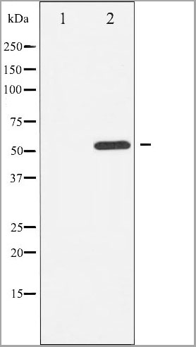 product-image-AAA31011_WB.jpg