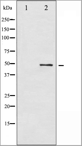 product-image-AAA31012_WB.jpg