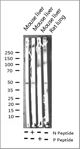 product-image-AAA31012_WB2.jpg