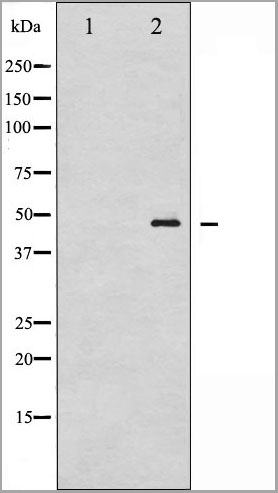 product-image-AAA31013_WB.jpg
