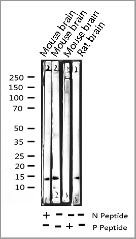product-image-AAA31014_WB.jpg