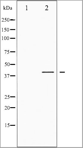 product-image-AAA31015_WB.jpg