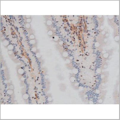 product-image-AAA31016_IHC17.jpg