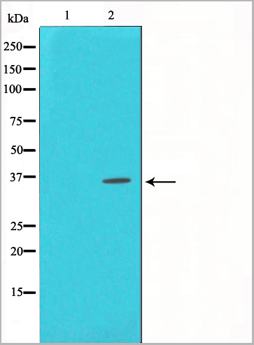 product-image-AAA31016_WB.jpg