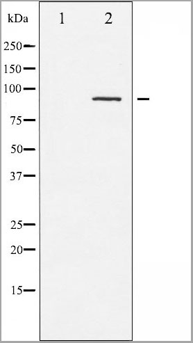 product-image-AAA31017_WB2.jpg
