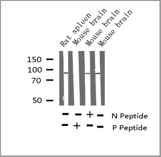 product-image-AAA31017_WB6.jpg