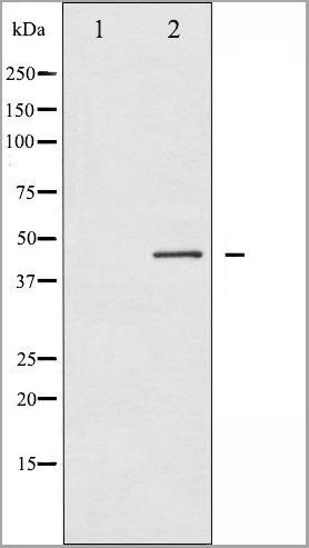 product-image-AAA31018_WB.jpg