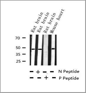 product-image-AAA31018_WB6.jpg