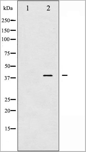 product-image-AAA31019_WB20.jpg