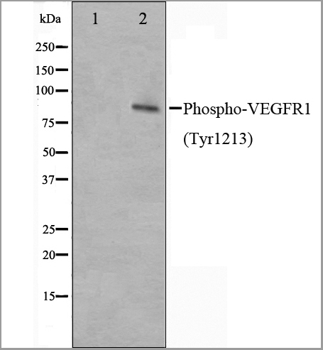 product-image-AAA31020_WB4.jpg