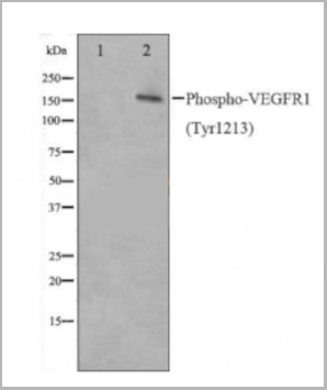 product-image-AAA31020_WB6.jpg