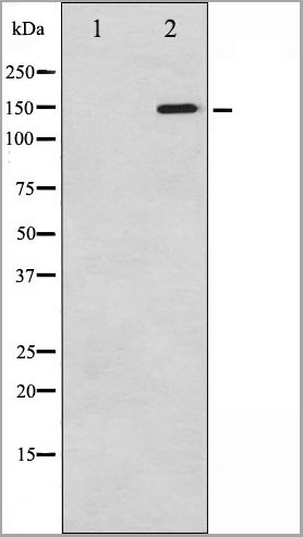 product-image-AAA31021_WB5.jpg