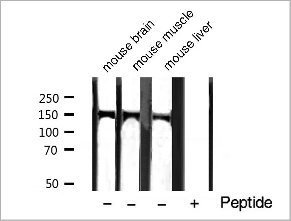 product-image-AAA31021_WB6.jpg