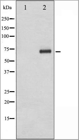product-image-AAA31023_WB2.jpg
