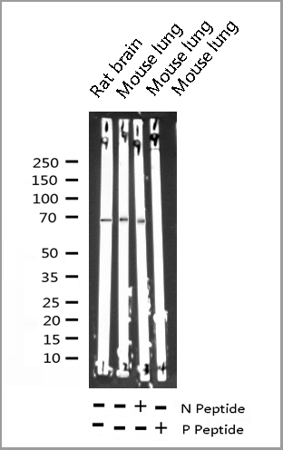 product-image-AAA31023_WB4.jpg