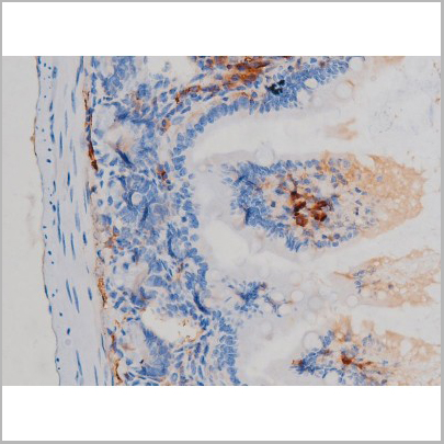 product-image-AAA31024_IHC5.jpg
