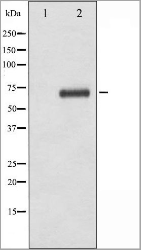 product-image-AAA31024_WB.jpg