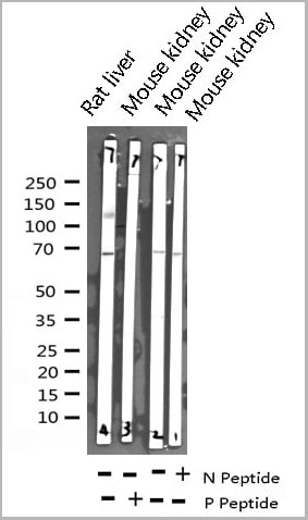 product-image-AAA31024_WB14.jpg