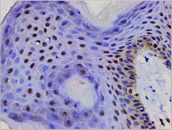 product-image-AAA31025_IHC14.jpg